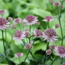 Attēlu rezultāti vaicājumam “Astrantia major flower”