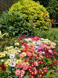 Image result for Mesembryanthemum criniflorum