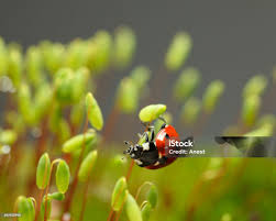 Attēlu rezultāti vaicājumam “Pohlia nutans sporophyte”