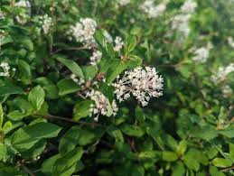 Attēlu rezultāti vaicājumam “Chaenotheca stemonea”