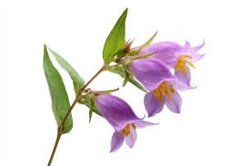 Attēlu rezultāti vaicājumam “Melampyrum nemorosum”