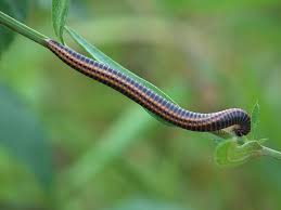 Attēlu rezultāti vaicājumam “Ommatoiulus sabulosus”