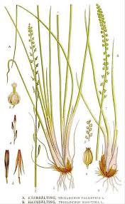 Attēlu rezultāti vaicājumam “Triglochin maritimum flower”