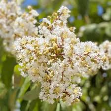 Image result for Lagerstroemia