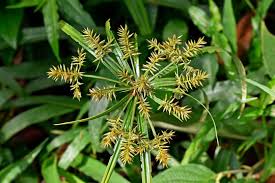 Attēlu rezultāti vaicājumam “Cyperaceae”