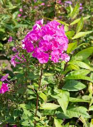Image result for Phlox (großblumig)