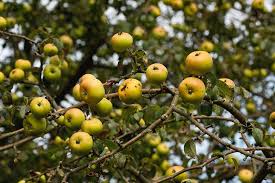 Attēlu rezultāti vaicājumam “Malus sylvestris”