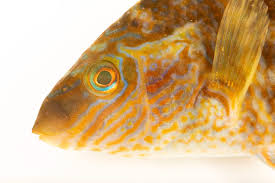 Image result for Symphodus melops