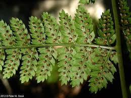 Attēlu rezultāti vaicājumam “Dryopteris”