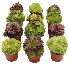 Image result for echtes Hauswurz