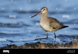 Image result for Limosa haemastica
