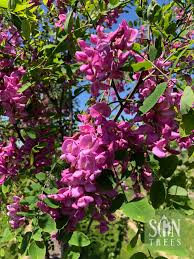 Attēlu rezultāti vaicājumam “Robinia pseudoacacia flower”