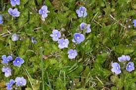 Attēlu rezultāti vaicājumam “Veronica filiformis bud”