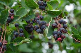 Attēlu rezultāti vaicājumam “Amelanchier spicata”