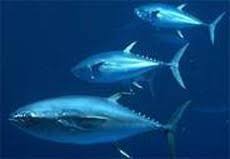 Image result for Thunnus thynnus