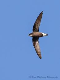 Image result for Hirundapus caudacutus