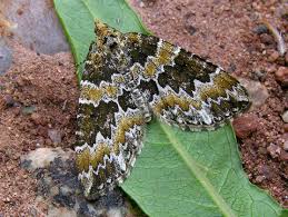 Attēlu rezultāti vaicājumam “Electrophaes corylata”