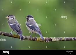 Attēlu rezultāti vaicājumam “Parus major”