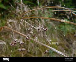 Attēlu rezultāti vaicājumam “Luzula luzuloides fruit”