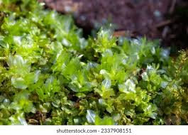 Attēlu rezultāti vaicājumam “Plagiomnium affine”