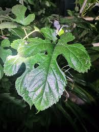 Attēlu rezultāti vaicājumam “Morus alba leaf”