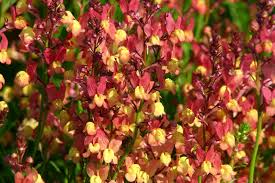 Attēlu rezultāti vaicājumam “Linaria loeselii flower”