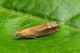 Attēlu rezultāti vaicājumam “Lathronympha strigana”