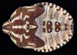 Attēlu rezultāti vaicājumam “Carpocoris purpureipennis”