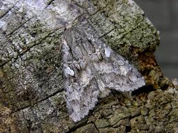 Attēlu rezultāti vaicājumam “Eurois occulta”