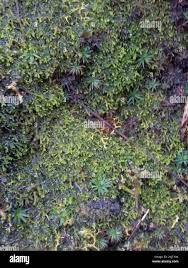 Attēlu rezultāti vaicājumam “Jungermannia leiantha sporophyte”