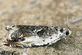 Attēlu rezultāti vaicājumam “Ancylis laetana”