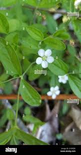 Attēlu rezultāti vaicājumam “Moehringia lateriflora leaf”
