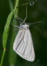 Attēlu rezultāti vaicājumam “Siona lineata”