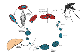 Attēlu rezultāti vaicājumam “Enteridium variabile plasmodium”