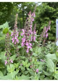 Attēlu rezultāti vaicājumam “Dianema nivale sessile”