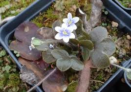 Attēlu rezultāti vaicājumam “Hepatica nobilis flower”