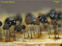 Attēlu rezultāti vaicājumam “Comatricha laxa macro”