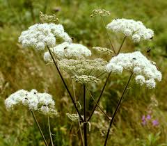 Attēlu rezultāti vaicājumam “Angelica sylvestris”