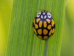 Attēlu rezultāti vaicājumam “Sospita vigintiguttata”