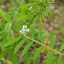 Attēlu rezultāti vaicājumam “Vicia hirsuta flower”