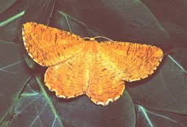 Attēlu rezultāti vaicājumam “Angerona prunaria”