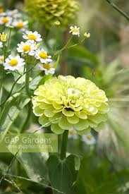 Image result for Tanacetum parthenium 'Tetraweiss'