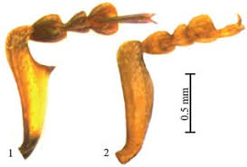 Attēlu rezultāti vaicājumam “Populus x lettland”