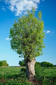 Attēlu rezultāti vaicājumam “Fraxinus excelsior”