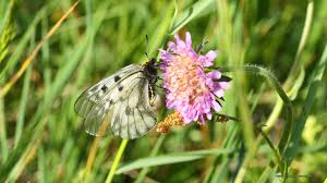 Attēlu rezultāti vaicājumam “Parnassius mnemosyne”