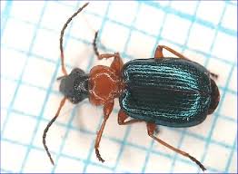 Attēlu rezultāti vaicājumam “Lebia chlorocephala”