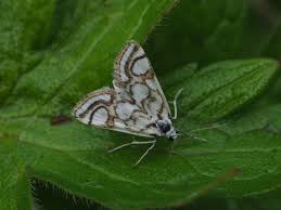 Attēlu rezultāti vaicājumam “Nymphula nitidulata”