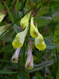 Attēlu rezultāti vaicājumam “Melampyrum pratense flower”