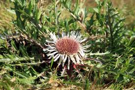 Attēlu rezultāti vaicājumam “Carlina biebersteinii bud”