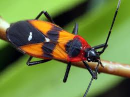 Attēlu rezultāti vaicājumam “Lygaeidae”